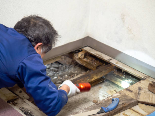 Best Basement Mold Remediation in Cottage City, MD